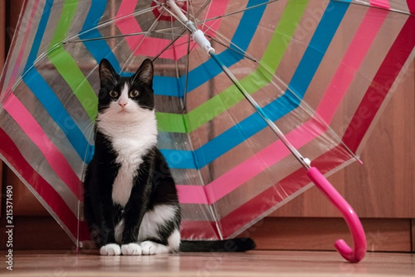 Obraz funny cat under a colorful umbrella