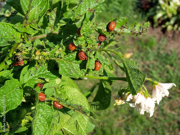 Obraz Colorado bugs 2