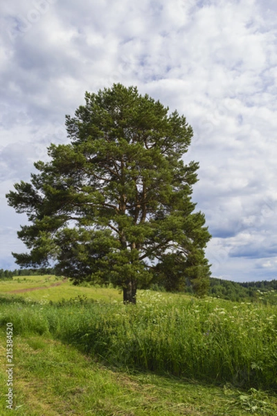 Fototapeta Tree in a field