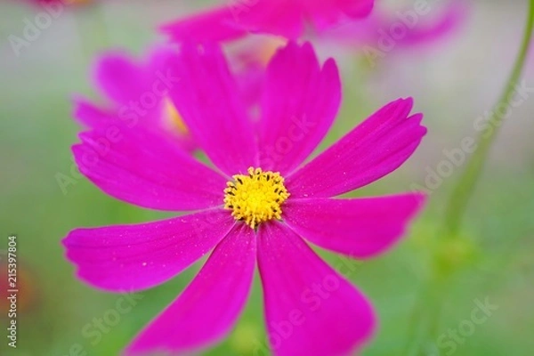 Fototapeta コスモスの花