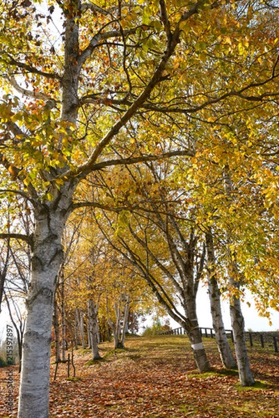 Obraz 秋の白樺林