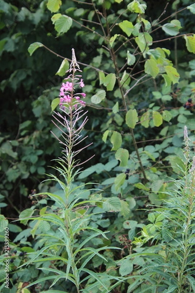 Obraz buschwindröschen