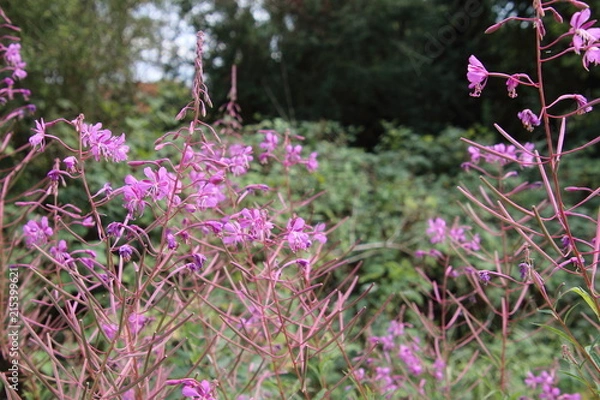 Obraz buschwindröschen