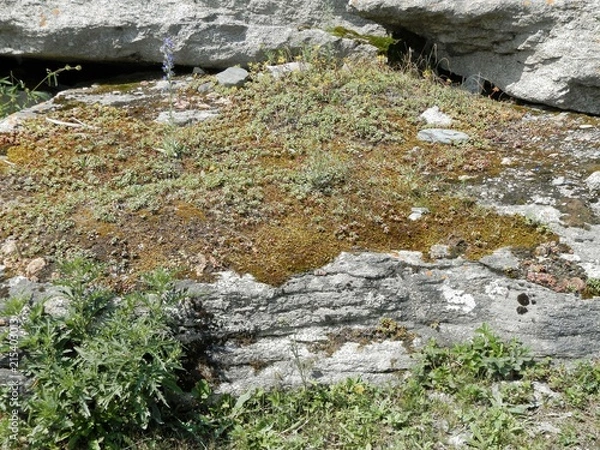 Fototapeta OLYMPUS DIGITAL CAMERA