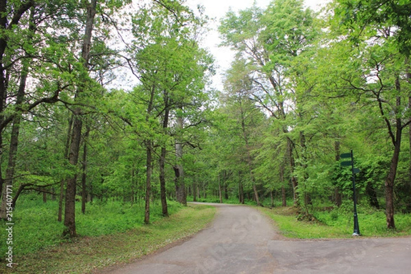 Fototapeta Forest Alley between Trees on Summer Day with No People. Narrow Country Road and Walkway Path Surrounded by Green Trees in Park. Landscape of Forest Trees and Cozy Pathway Leading Forward.