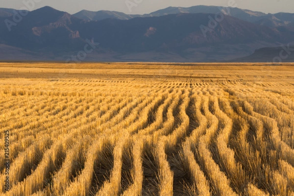 Obraz Golden Wheat Field