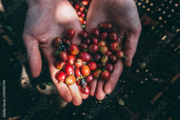 Obraz Kaffeekirschen in Da Lat - Vietnam
