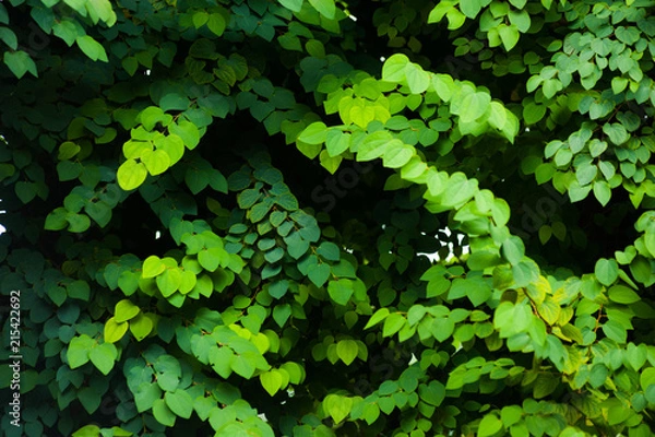 Obraz Flora deciduous forests