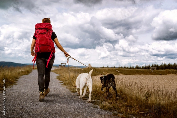 Fototapeta young woman walks with two dogs on a hiking trail in the mountains hiking with a dramatic sky - labrador retriever and german shepherd