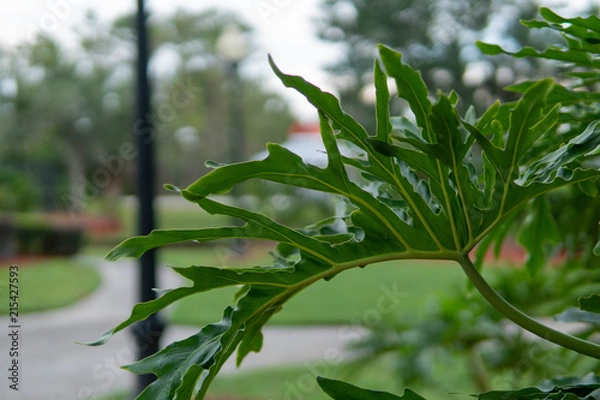 Obraz Green plant with blurred background
