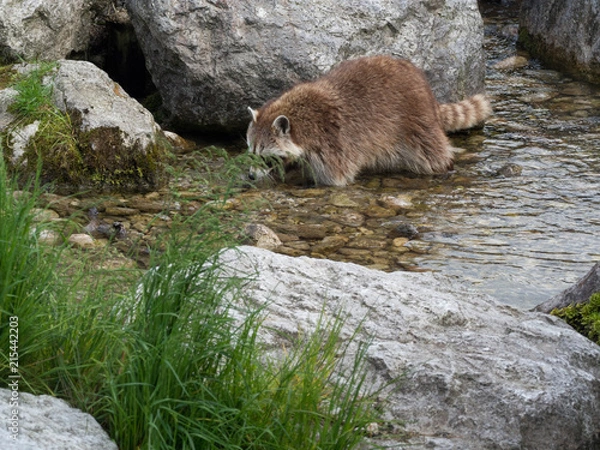 Fototapeta Waschbär Tierpark Grünau