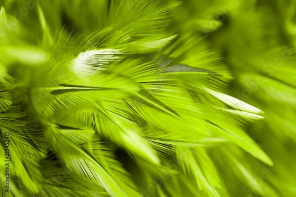 Fototapeta Green bird and chicken feathers in soft and blur style for the background
