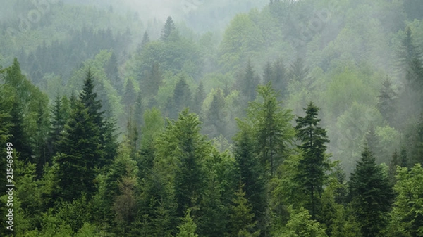 Fototapeta Telephoto shot of misty coniferous forest at Carpathian mountains, Ukraine. Overcast spring day after rain. Natural background. Ecology concept of clear environment. Scenic landscape of wild nature.