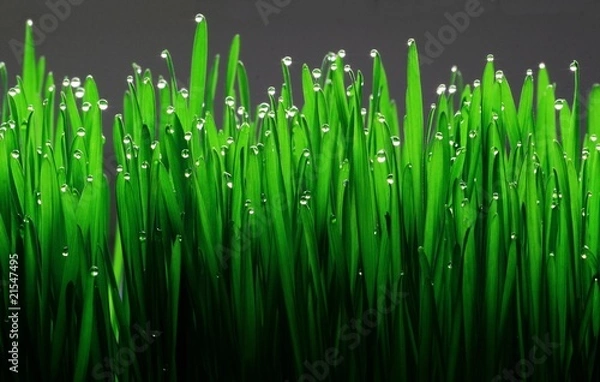 Obraz grass with water drops
