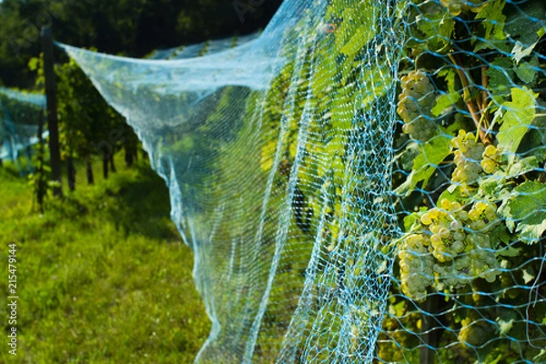 Obraz vineyard anti bird protection netting