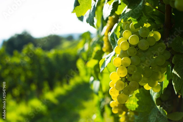 Obraz wine grapes on cordon at wineyard before harvest