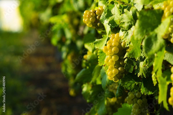 Obraz wine grapes on cordon at wineyard before harvest