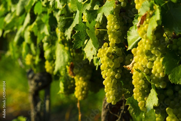 Obraz wine grapes on cordon at wineyard before harvest