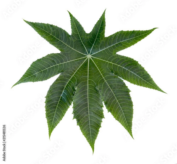 Obraz Castor leaf fresh isolated on white background