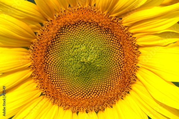 Obraz coeur de tournesol