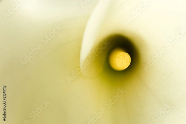 Fototapeta ONe calla in soft focus filling the frame