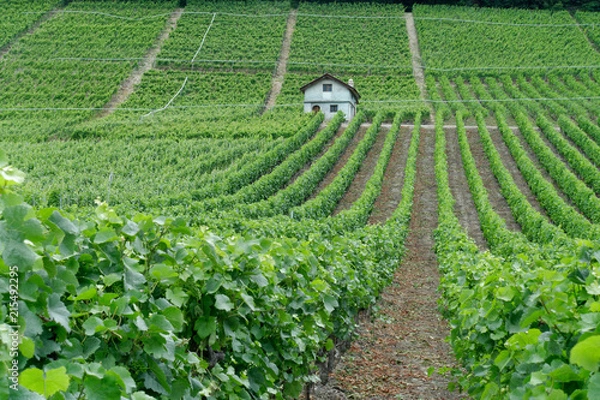 Obraz Vignes valaisannes