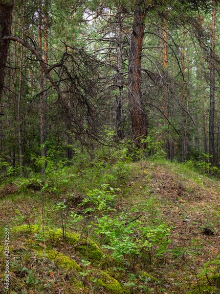 Fototapeta Forest trees, sunlight in nature, summer landscape