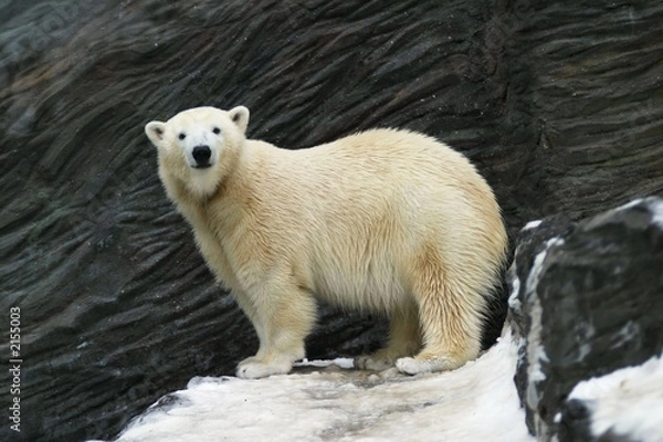Obraz polar bear