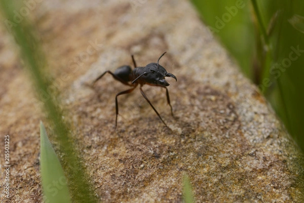 Fototapeta Ant macro on stone