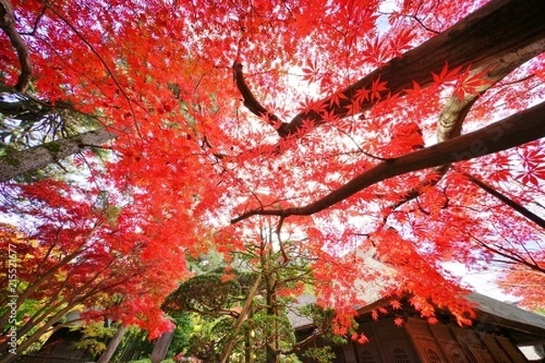 Fototapeta 秋の平林寺