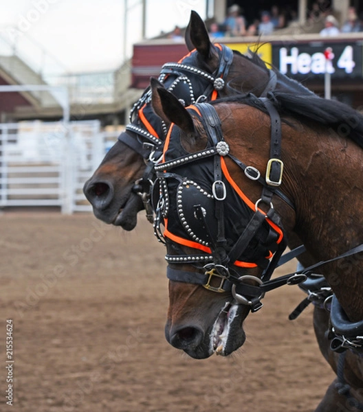 Obraz Horses at chuckwagons