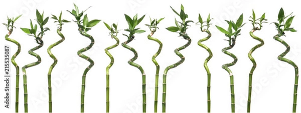 Obraz Several Dracaena branches isolated on wight