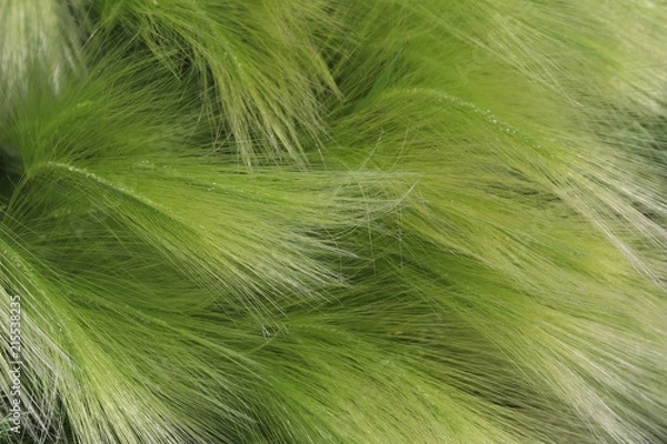 Obraz delicate, beautiful, graceful, curves of feather grass