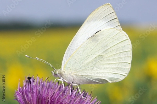 Obraz papillon sur chardon