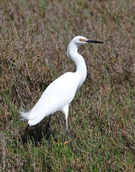 Obraz The Smaller Egret