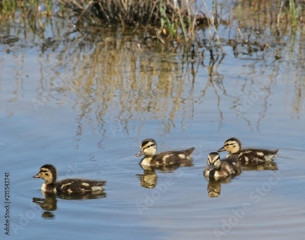 Obraz New Born Mallards