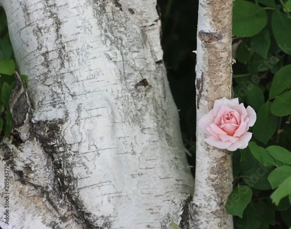 Obraz Pink Rose on Birch