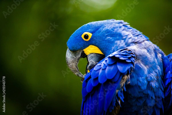 Obraz Blue Macaw