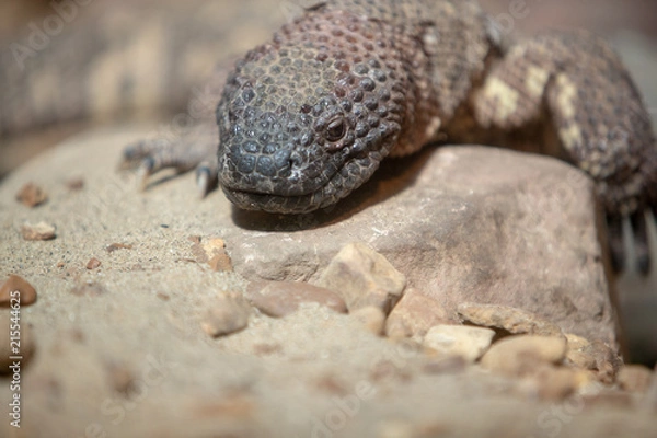 Fototapeta Lizard