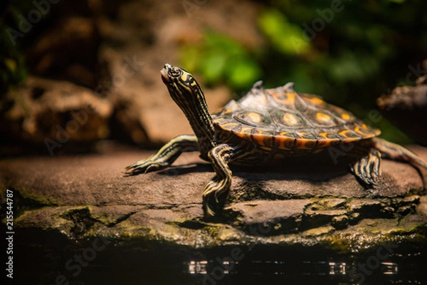 Obraz Turtle