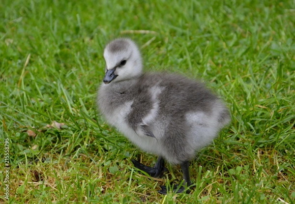 Obraz Pisklę bernikliowatych
