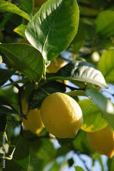 Obraz Zitrone am Baum