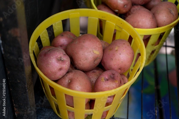 Obraz Red potatoes at the farmers market
