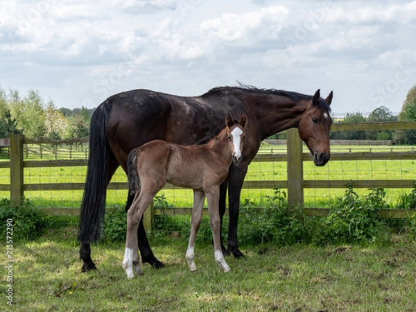 Obraz Horse and fole