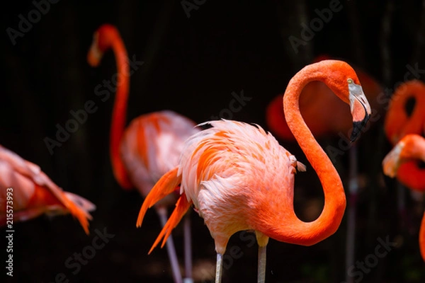 Obraz Flamingo