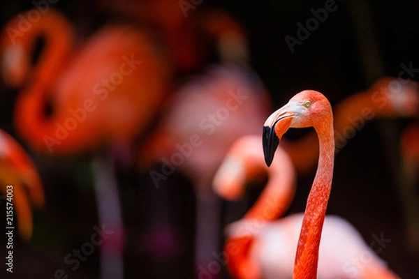 Obraz Flamingo