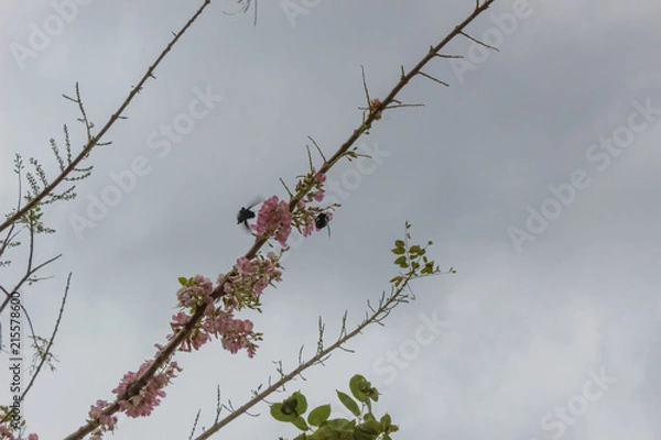 Obraz beautiful tree