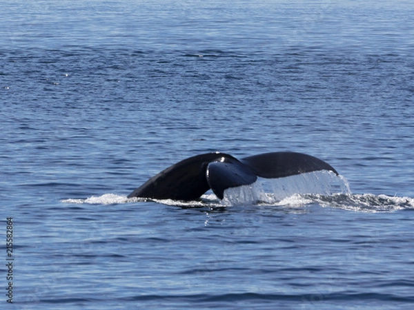 Obraz Humpback Whale
