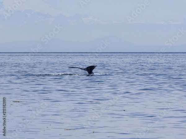 Obraz Humpback Whale