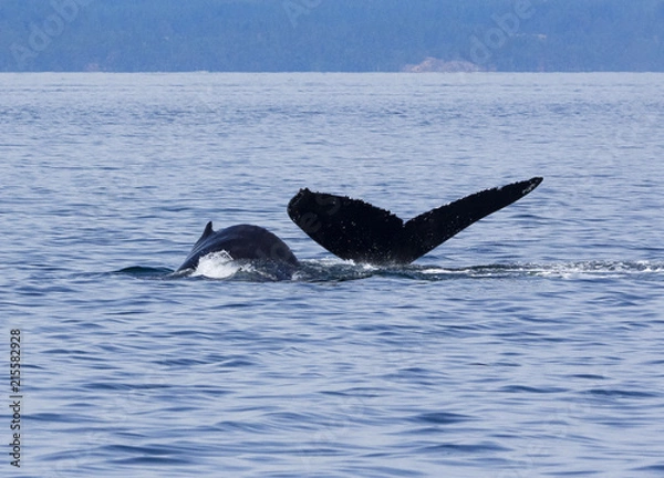 Obraz Humpback Whale